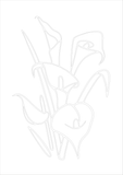 Callas / Blumen